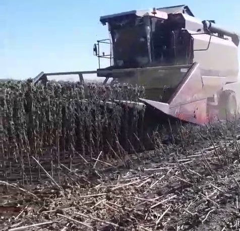 В Аткарском районе активными темпами идет уборка подсолнечника